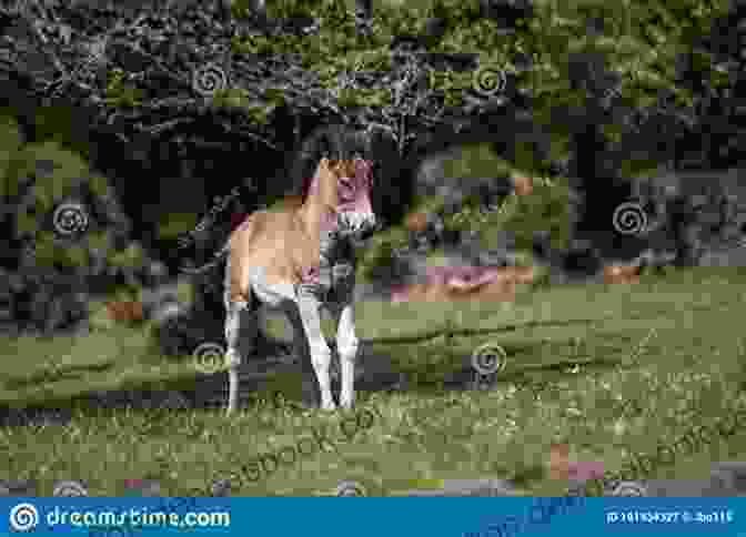 A Captivating Image Of Katy, A Wild Foal Roaming The Enigmatic Exmoor Landscape. Katy S Wild Foal: 1 (Katy S Exmoor Ponies)