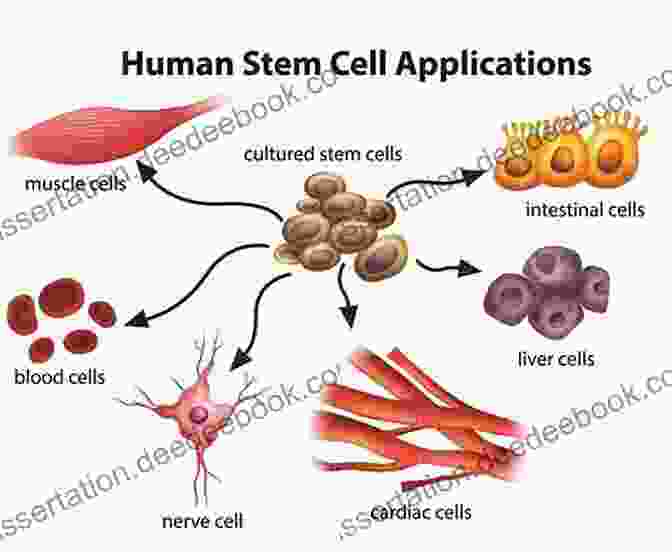 A Diagram Of How Stem Cells Can Differentiate Into Different Types Of Cells, Such As Nerve Cells And Muscle Cells. The Zebrafish: Cellular And Developmental Biology Part B (ISSN 134)