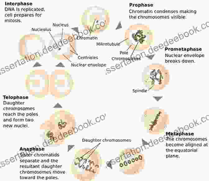 A Diagram Of The Different Stages Of Cell Division, Including Mitosis And Meiosis. The Zebrafish: Cellular And Developmental Biology Part B (ISSN 134)