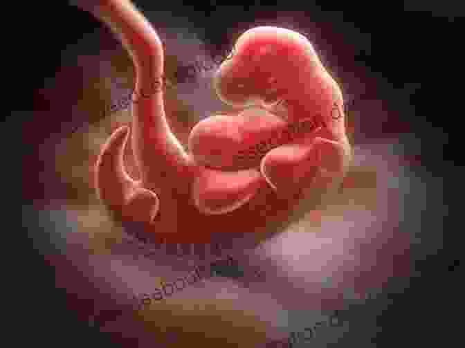 A Photograph Of A Developing Human Embryo. The Zebrafish: Cellular And Developmental Biology Part B (ISSN 134)