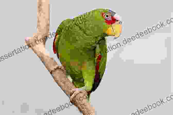A Vibrant Amazon Parrot Perched On A Branch With Its Wings Slightly Spread Amazon Parrots As Pets Amazon Parrot Amazon Parrots Pros And Cons Housing Care Health And Diet