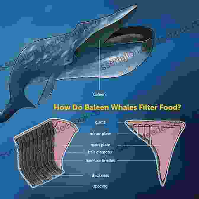 Baleen Plates, The Blue Whale's Unique Feeding Apparatus The Universe: The Big Bang Black Holes And Blue Whales (Inquire Investigate)