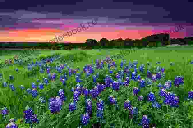 Bluebonnets In The Texas Hill Country Scenes From Utopia: The Texas Hill Country Artwork Of Margie Botkin