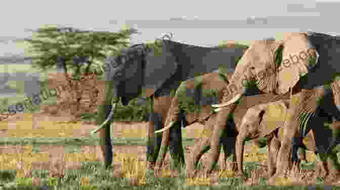 Herd Of Elephants In The African Savanna A Walk With Elephants Iain Grant