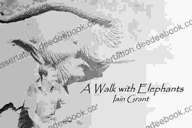 Iain Grant Walking With Elephants In Africa A Walk With Elephants Iain Grant