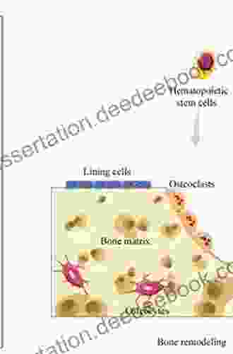 Stem Cells And Bone Tissue